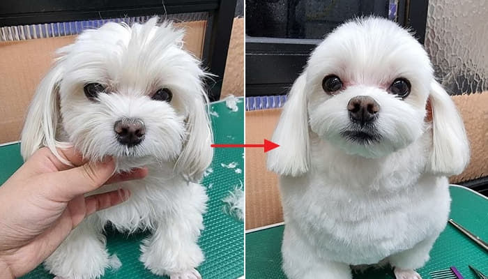 애니멀플래닛