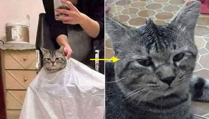 애니멀플래닛