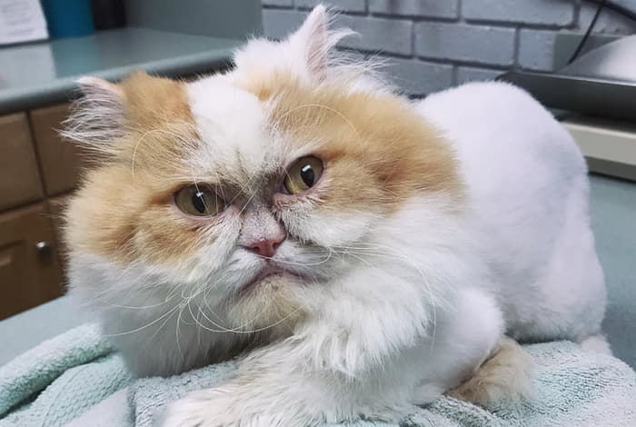 애니멀플래닛
