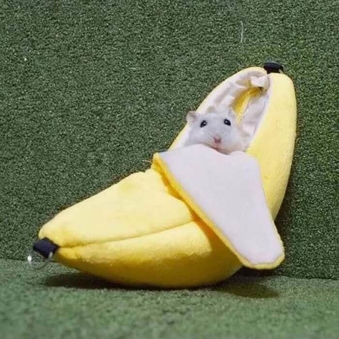 애니멀플래닛