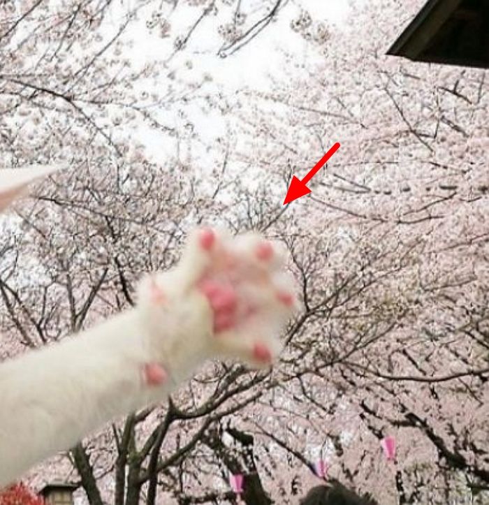 내 젤리가 더 분홍분홍…집사 시선 빼앗은 벚꽃에 질투나 분홍젤리 활짝 펼치는 고양이