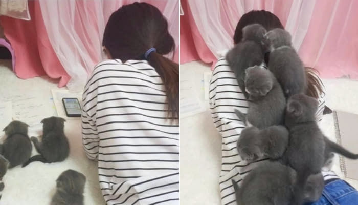 애니멀플래닛