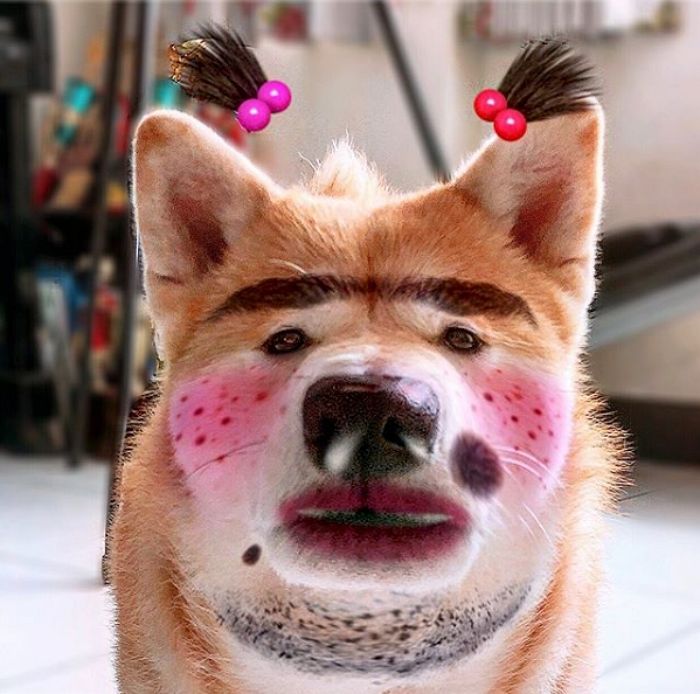 애니멀플래닛