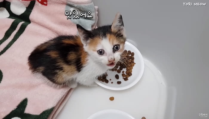 애니멀플래닛
