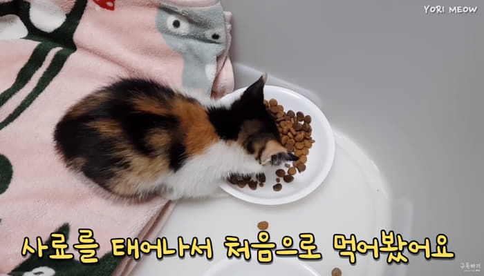 애니멀플래닛