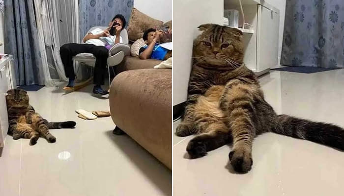 애니멀플래닛