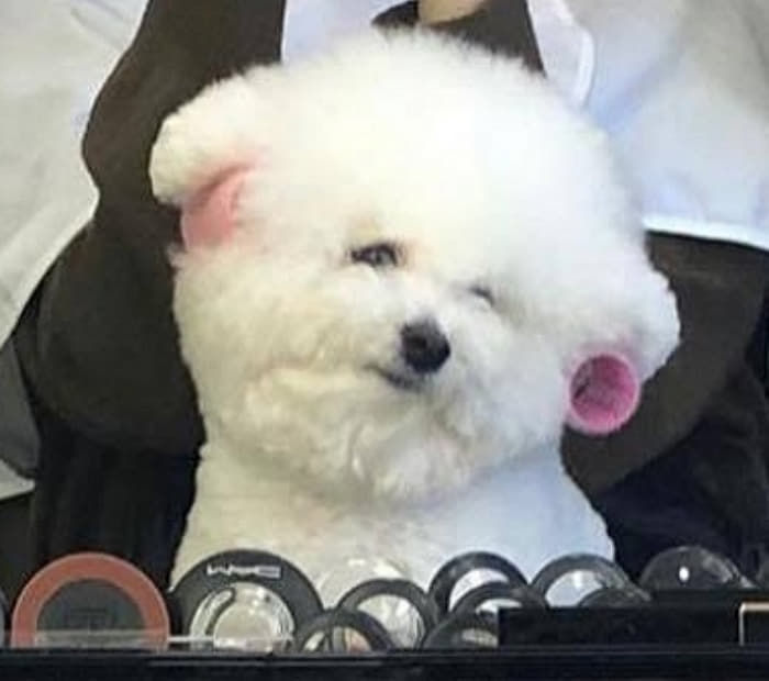 언니! 오늘 예쁘게 해주세요…미용실서 머리하는 집사 따라 예뻐 보이려 꽃단장한 비숑