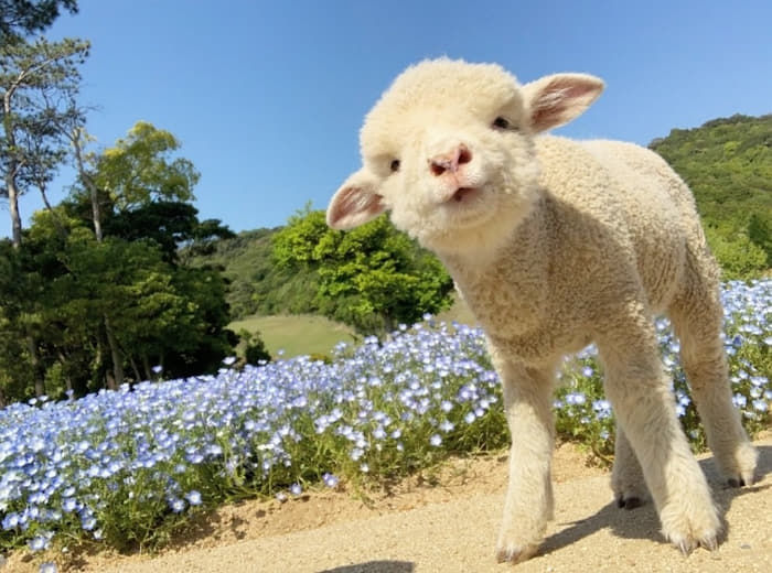 애니멀플래닛