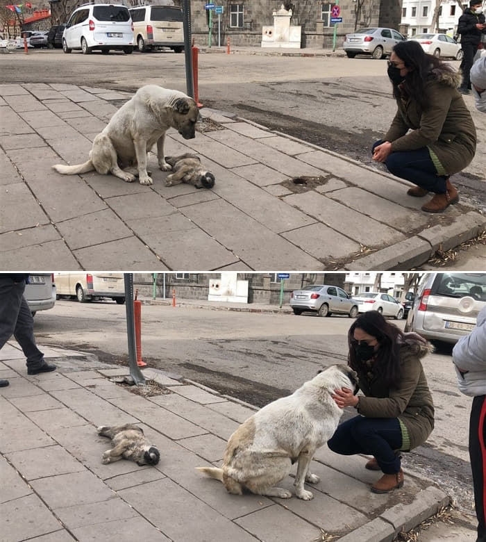 애니멀플래닛