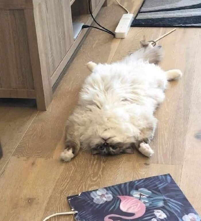 애니멀플래닛