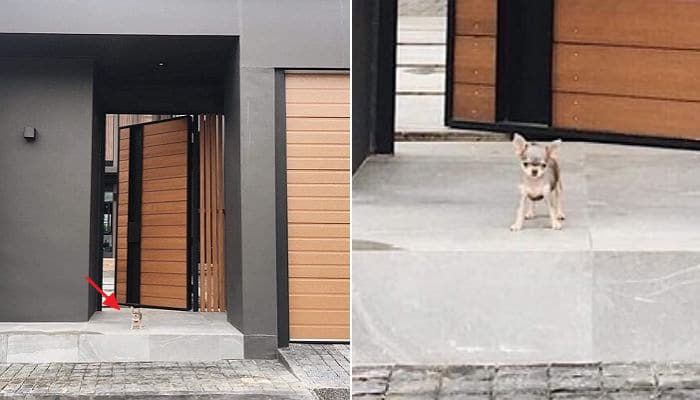 애니멀플래닛