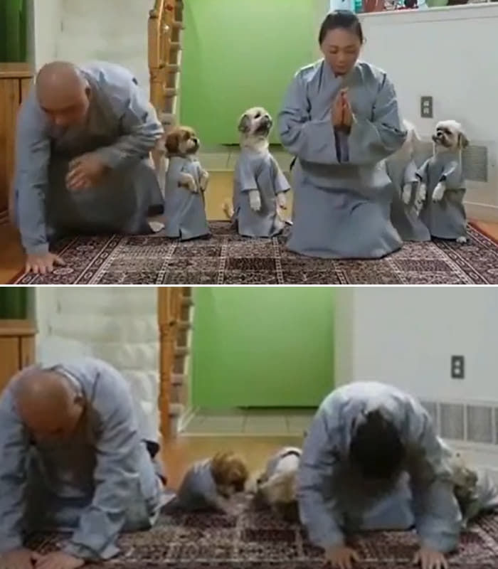 애니멀플래닛