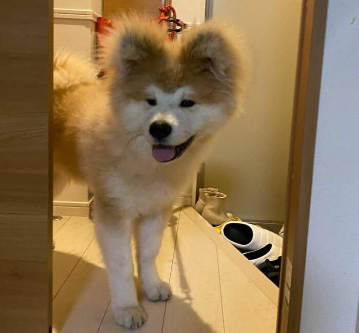 애니멀플래닛