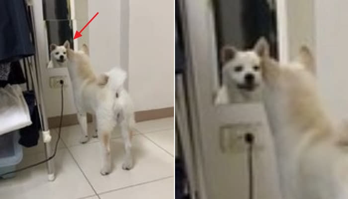애니멀플래닛