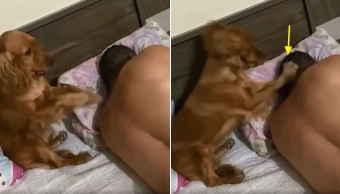 애니멀플래닛