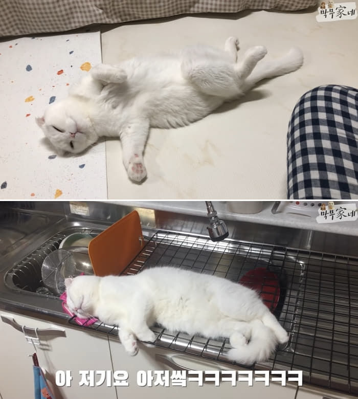 애니멀플래닛