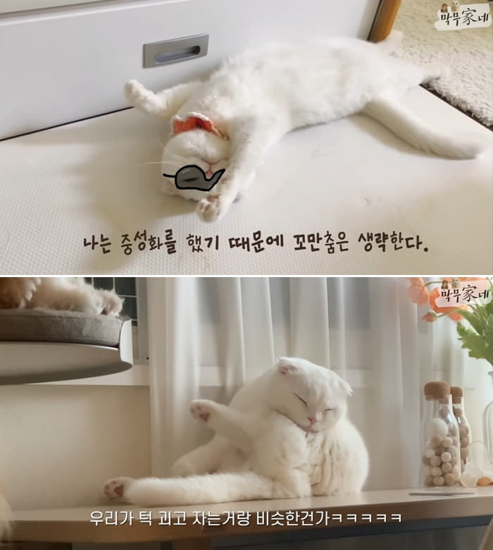 애니멀플래닛