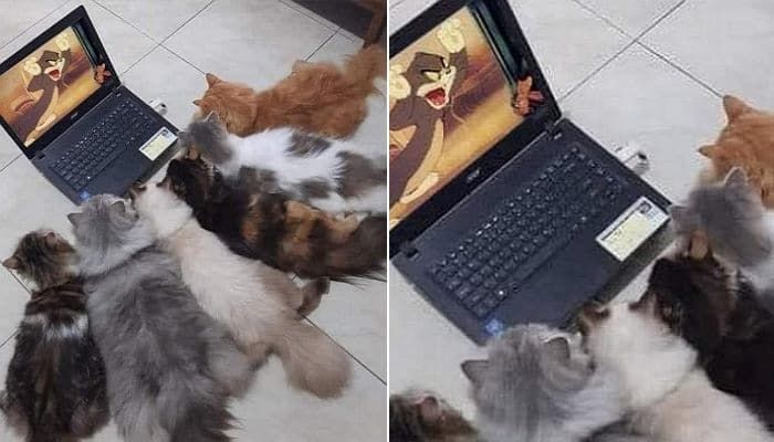 애니멀플래닛