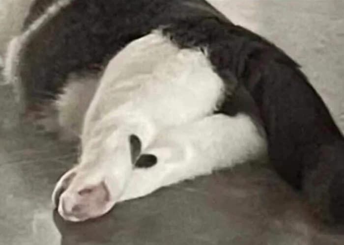 애니멀플래닛