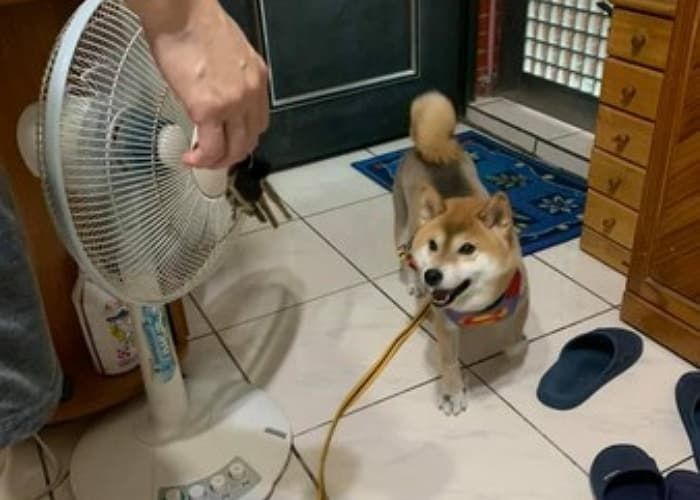 애니멀플래닛