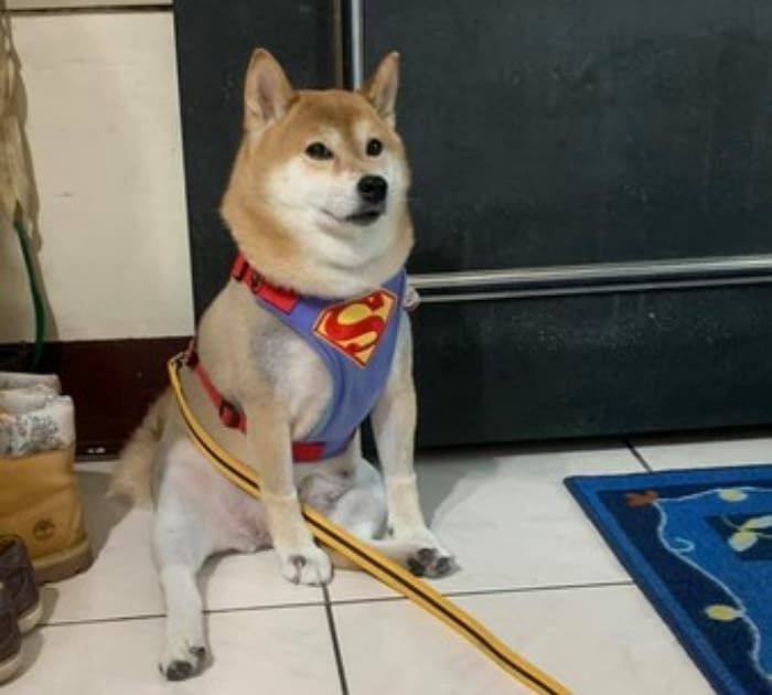 애니멀플래닛