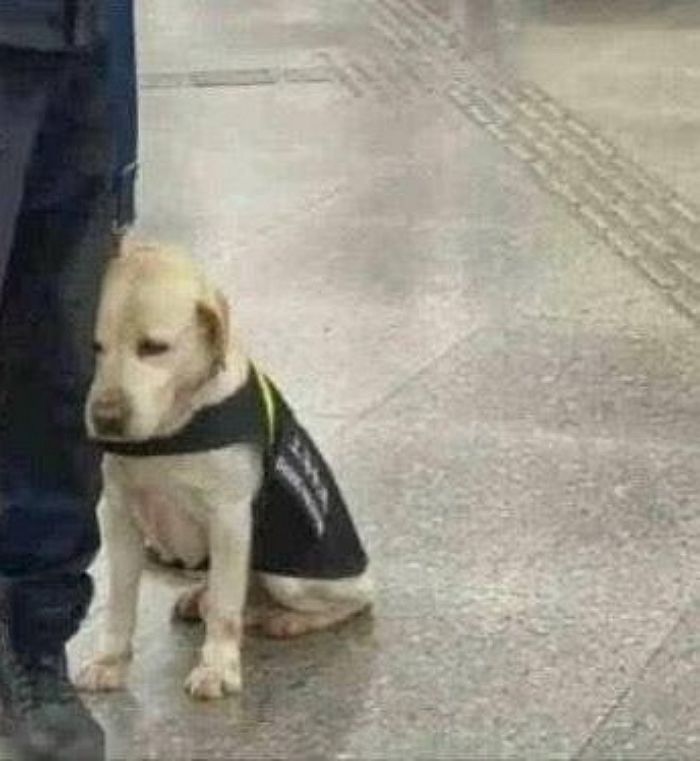 애니멀플래닛