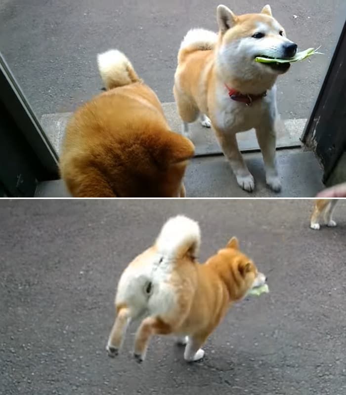 애니멀플래닛