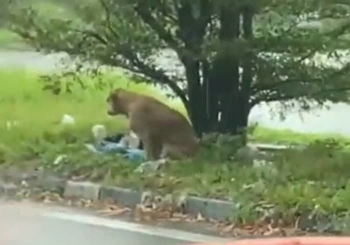 애니멀플래닛