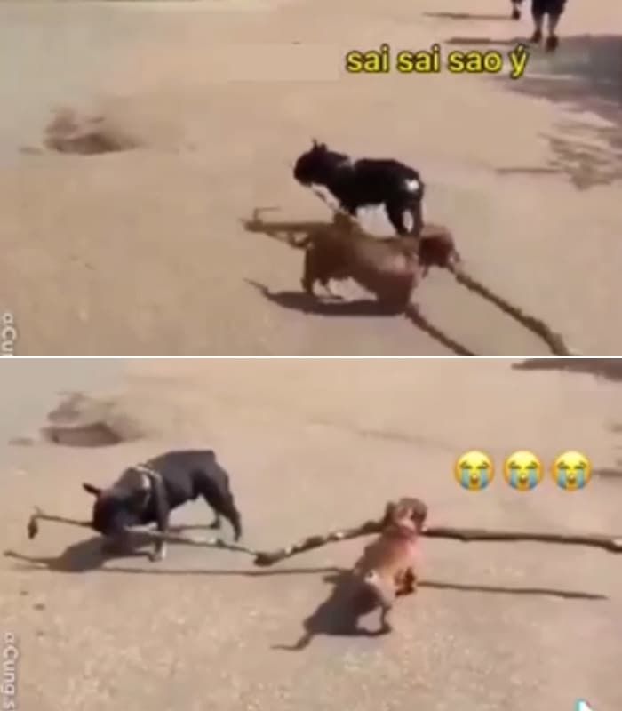 애니멀플래닛