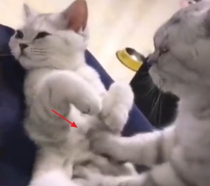 애니멀플래닛