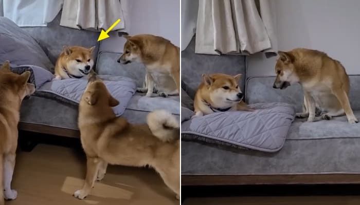 애니멀플래닛