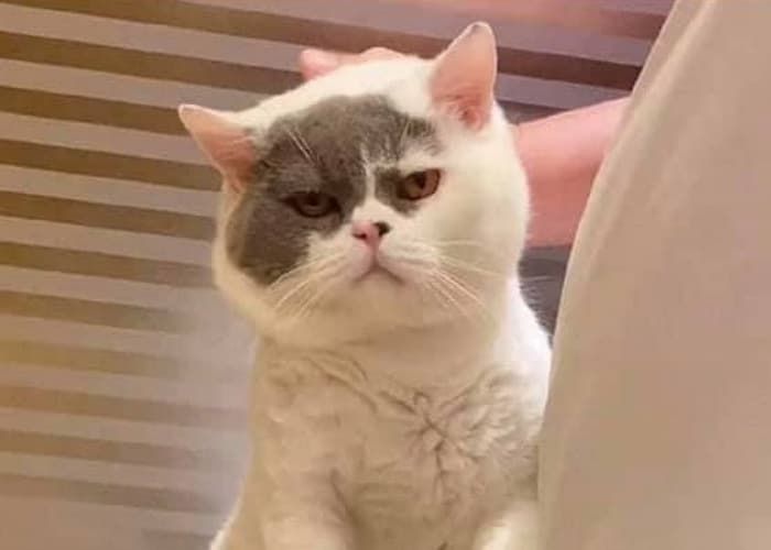 애니멀플래닛