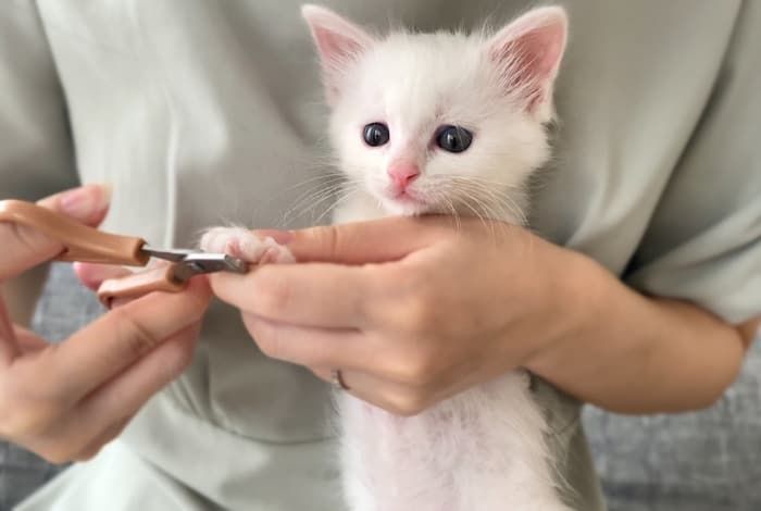 애니멀플래닛