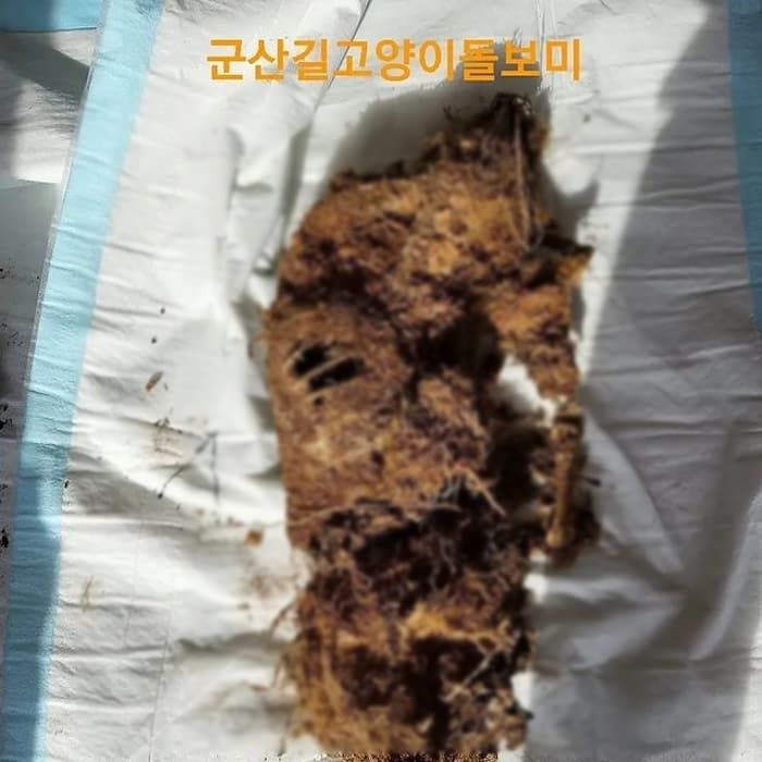 애니멀플래닛