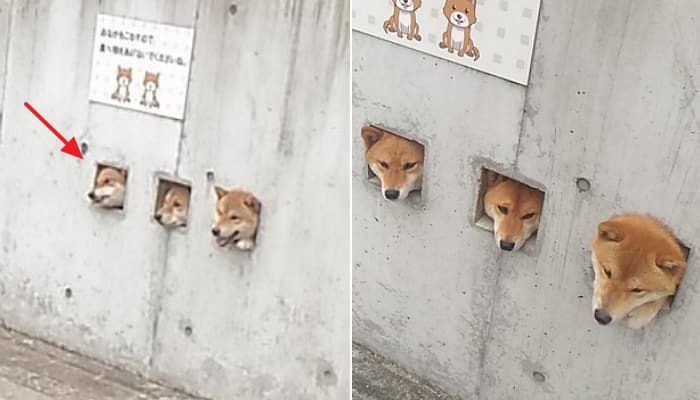 애니멀플래닛