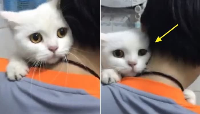 애니멀플래닛