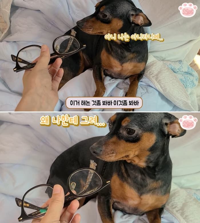 애니멀플래닛