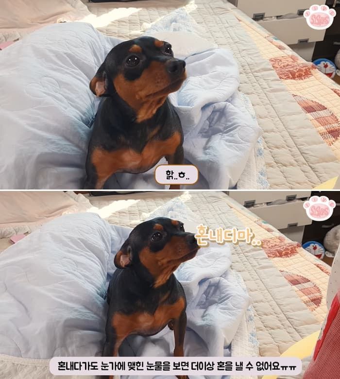 애니멀플래닛