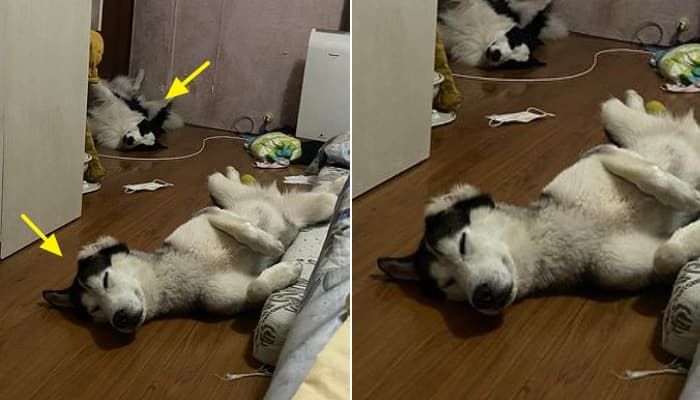 애니멀플래닛