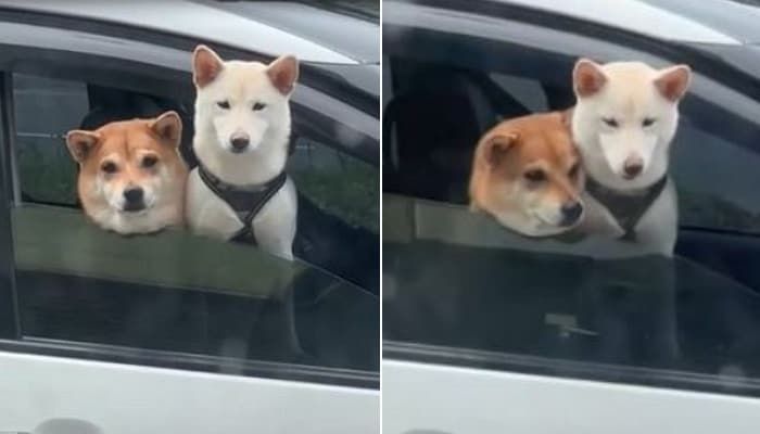 애니멀플래닛
