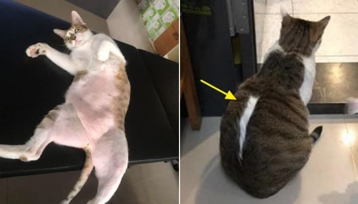 애니멀플래닛