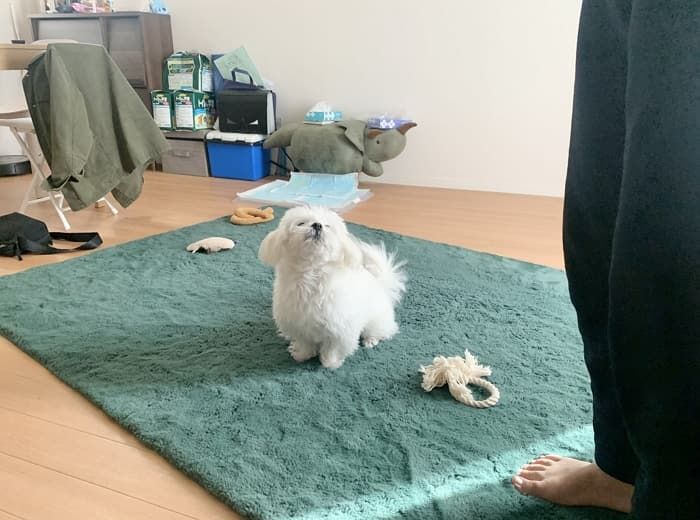 애니멀플래닛