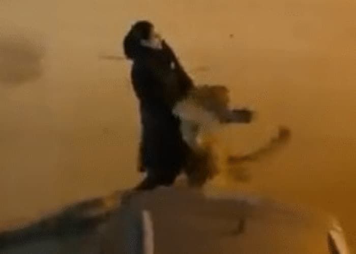 애니멀플래닛
