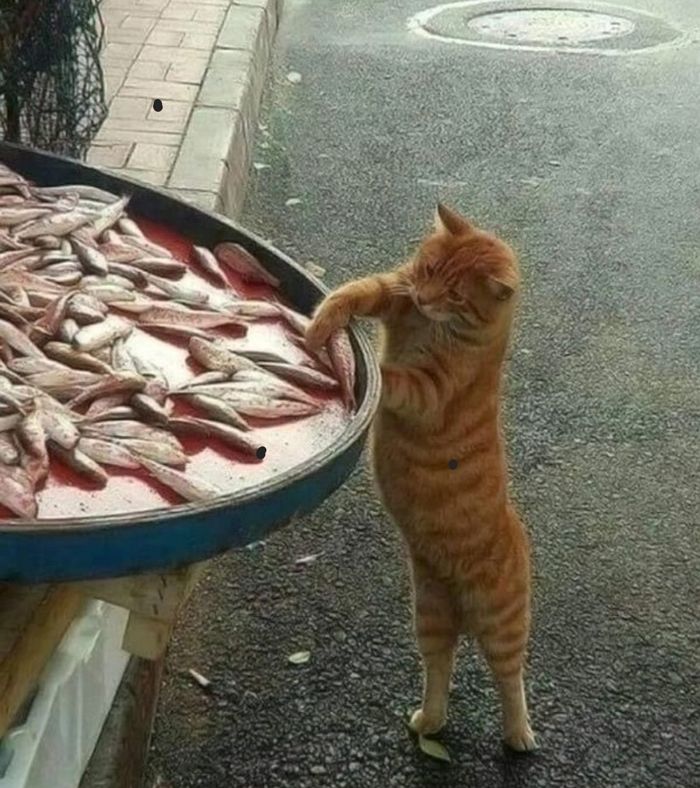 애니멀플래닛