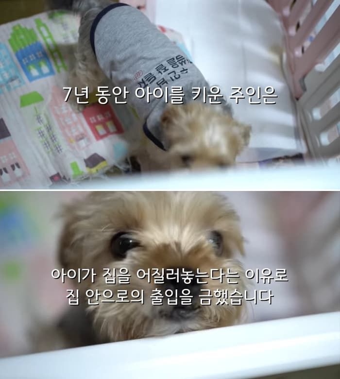 애니멀플래닛