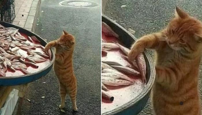 애니멀플래닛