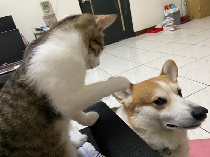 애니멀플래닛