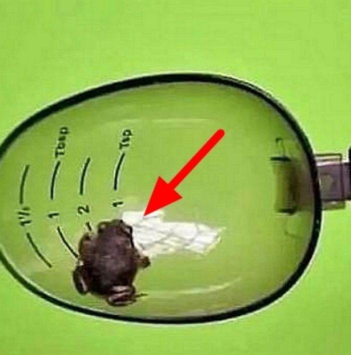 애니멀플래닛