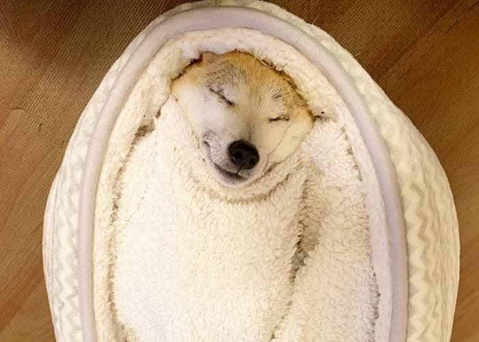 애니멀플래닛