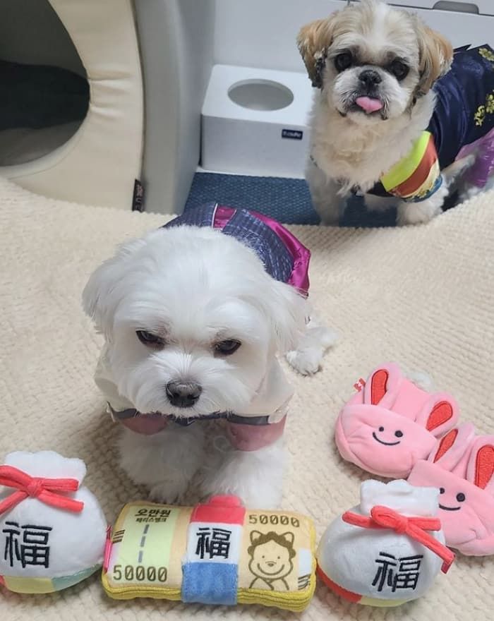 애니멀플래닛